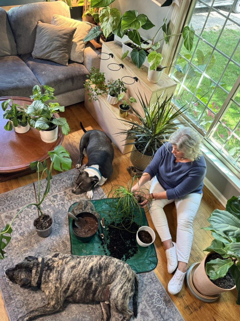 Love Lucy’s Plants